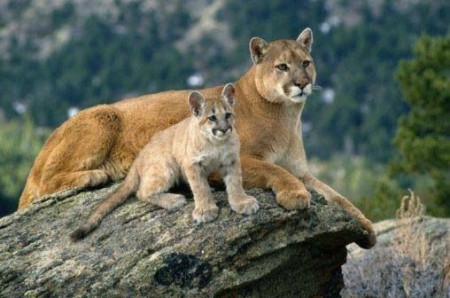 Apareció un puma con su cría en zona rural del interior de Corrientes